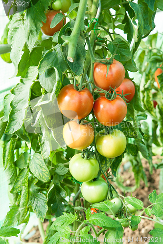 Image of Organic tomatoes in a greenhouse