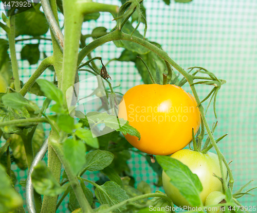 Image of Organic tomatoes in a greenhouse