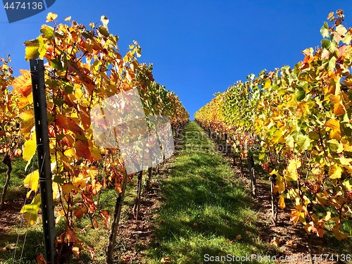 Image of vineyard on a sunny autumn day