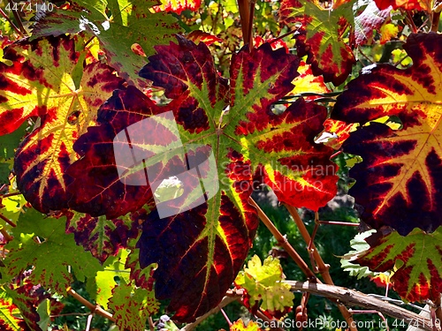 Image of colorful vine leaves in autumn