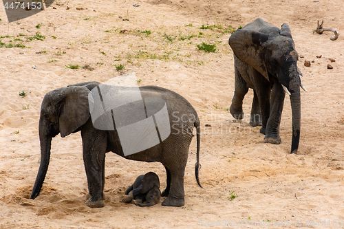 Image of Elephants family with cute baby