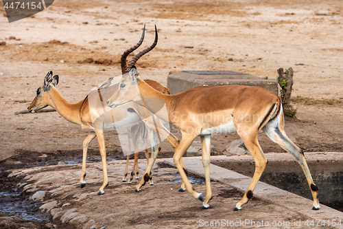 Image of Red Billed Ox pecker sitting on the back on an Impala