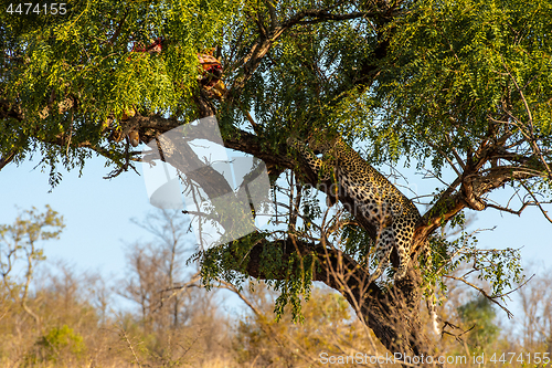 Image of Leopard in tree resting next to the remains of his kill