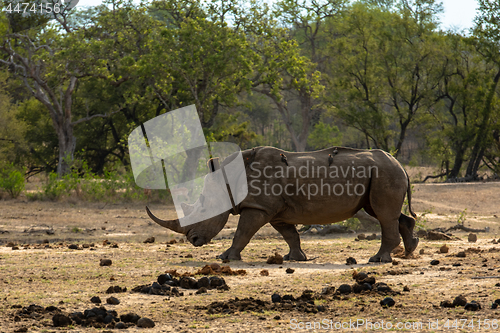 Image of White rhino on the savannah