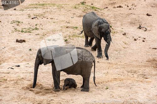 Image of Elephants family with cute baby