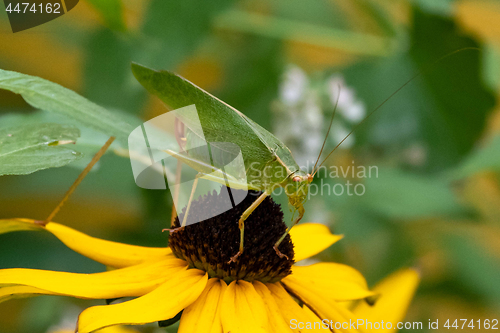 Image of Green Katydid Grasshopper