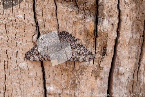 Image of Guatemalan Cracker Butterfly