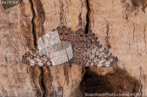 Image of Guatemalan Cracker