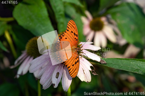 Image of Gulf Fritillary Butterfly