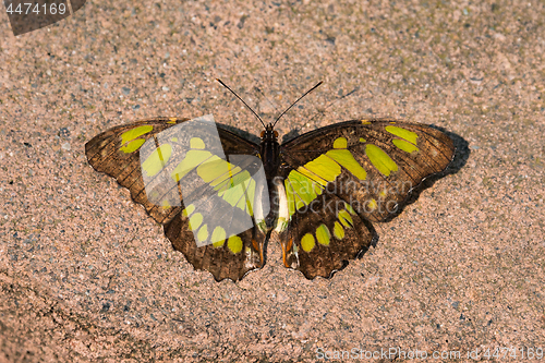 Image of Malachite Butterfly