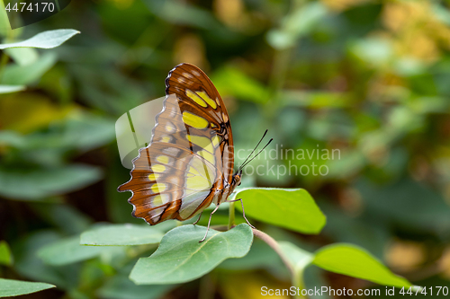 Image of Malachite Sitting