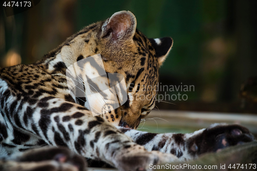 Image of Ocelot Resting