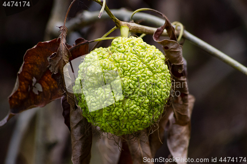 Image of Osage Orange