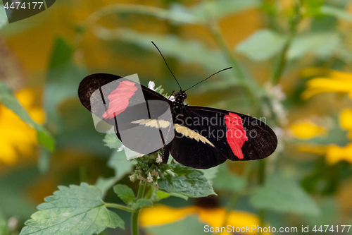 Image of Red Postman Butterfly