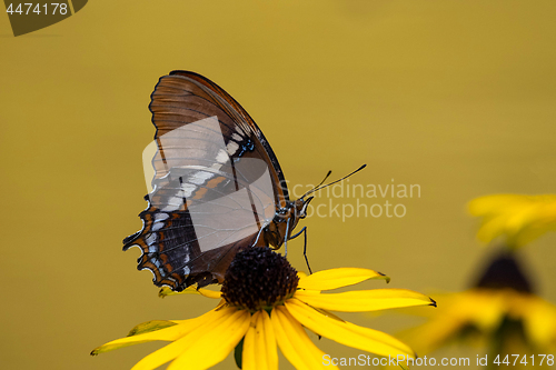 Image of Rusty - Tipped Page Butterfly