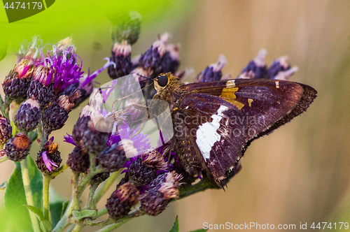 Image of Rusty Skipper Close