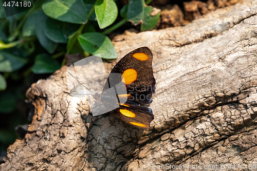 Image of Catonephele Numilia Butterfly