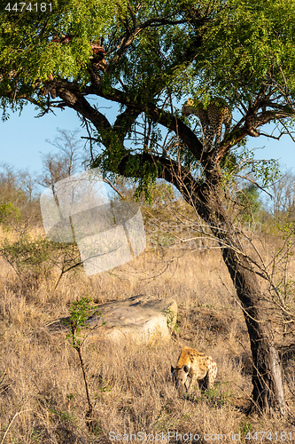 Image of Leopard in tree defending the remains of his kill against a hyena