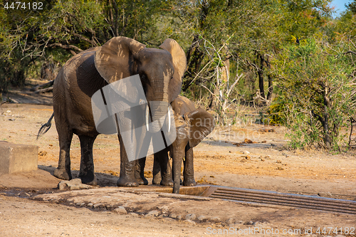 Image of Elephants family with cute baby