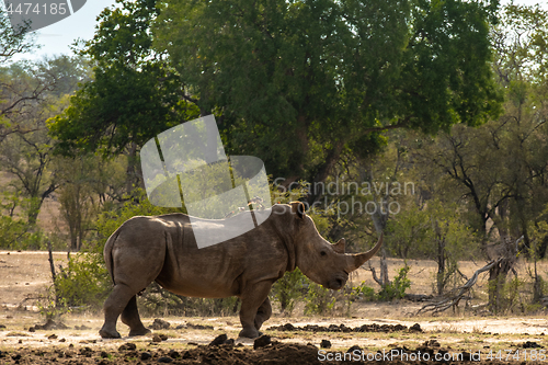 Image of White rhino on the savannah