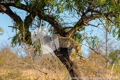 Image of Leopard leaving his tree