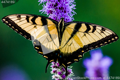 Image of Western Tiger Swallowtail