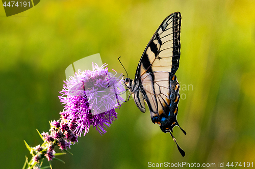 Image of Western Tiger Swallowtail on Flower