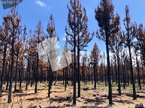 Image of Burnt bush land after a bushfire near Knysna