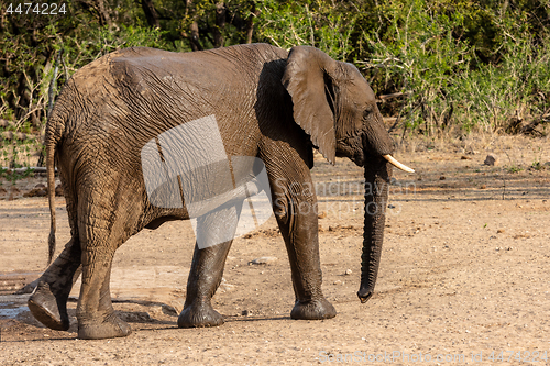 Image of Elephant marching through the savannah