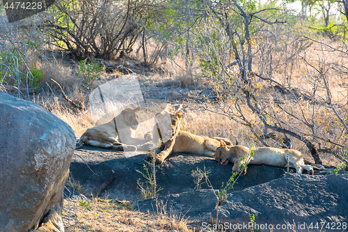 Image of African lion herd resting after eating their kill