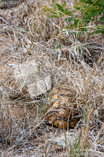 Image of African Leopard Tortoise hiding underneath the grass