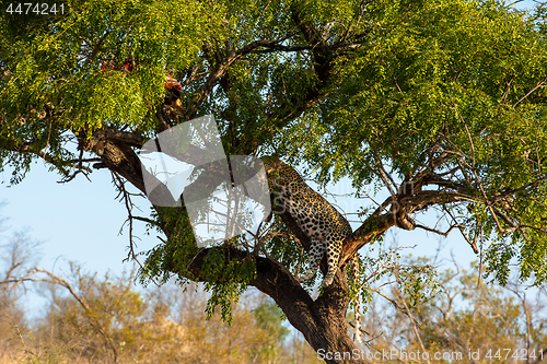 Image of Leopard in tree resting next to the remains of his kill