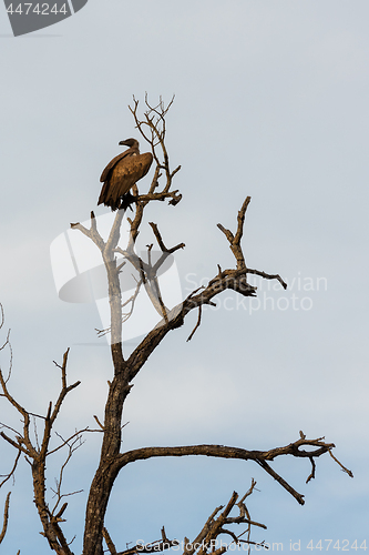 Image of Cinereous vulture or black vulture