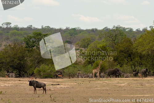 Image of A huge herd of zebra on the savannah of the Serengeti National Park in Tanzania.