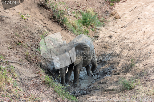 Image of Elephant having a cool mud bath