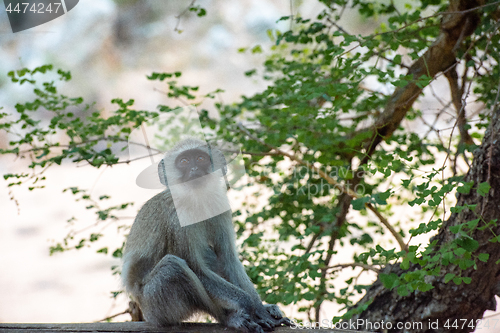 Image of A young and curious African Vervet Monkey