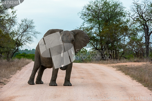 Image of Single African elephant bull walking in a road