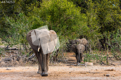 Image of Elephants family with calf