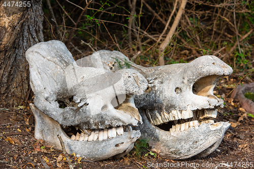 Image of Two massive rhino skulls