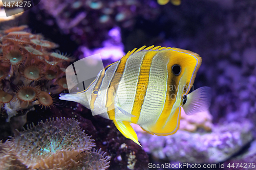 Image of Copperband Butterflyfish