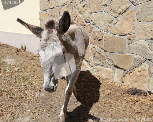 Image of Donkey