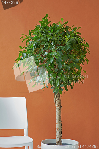 Image of Ficus tree on a brown background