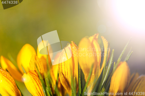 Image of crocus yellow in the morning frost