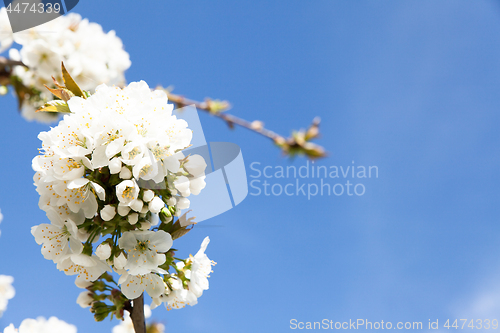 Image of flowering cherry branch on a blue sky