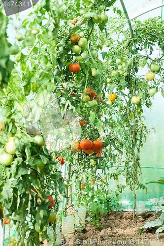 Image of Organic tomatoes in a greenhouse