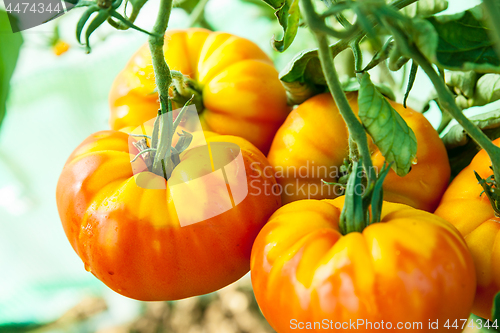 Image of Organic tomatoes in a greenhouse