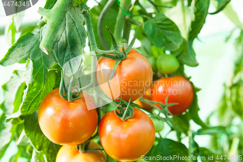 Image of Organic tomatoes in a greenhouse