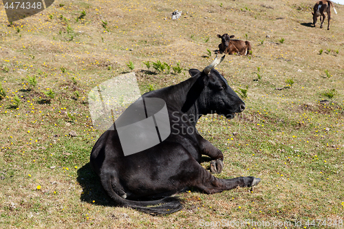 Image of Cow and veal pasture in the mountains madeira