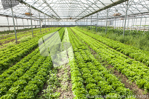 Image of culture of organic salad in greenhouses