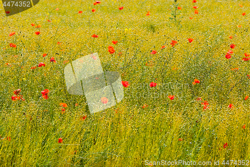 Image of poppies in a field of flax